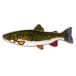 KAJIKAWA(kaji кожа ) значок Vintage FISH PINS пресноводная рыба niji форель 