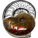 SCIENCE окаменелость образец Ammonite Red Iridescent[ Anne mo Night * красный. окаменелость (Ammonites| голова пара вид |Madagascar