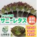  Sunny lettuce 30 рассада овощи рассада огород сельское хозяйство дом производство человек предназначенный бесплатная доставка 