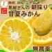 . лето мандарин нет пестициды чёрный . san .. . лето мандарин .... Shizuoka три ke день 3.5 kilo и больше бесплатная доставка 