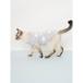 �W�F���[�g�s�P CAT&DOG �X���[�Y�B�[�󃂃`�[�t�v���I�[�o�[ pagg264705 �h�b�O�E�F�A �L���b�g�E�F�A ���L�p �W�F���s�P gelato pique �֘A�摜3