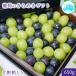  виноград фрукты подарок прекрасное платье .. подарок 650g несессер входить виноград. драгоценнный камень коробка бесплатная доставка автомобиль in мускат ..pio-ne Fuji. блеск nagano лиловый бог .. покупка 