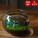 ���͔| ��Ă鐅�� �k�T�C�Y  �h�V�̓� ���� �������� ���C�A�E�g �����̈�ĕ� �͔| �A�N�A���E��