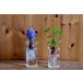 ���͔| BULB VASE �o���u�x�[�X �����O�T�C�Y �ԕr �e�� ���� �q���V���X �� �v���[���g �M�t�g �֘A�摜3