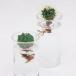 ���͔| BULB VASE �o���u�x�[�X �����O�T�C�Y �ԕr �e�� ���� �q���V���X �� �v���[���g �M�t�g �֘A�摜4