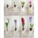 ���͔| BULB VASE �o���u�x�[�X �����O�T�C�Y �ԕr �e�� ���� �q���V���X �� �v���[���g �M�t�g �֘A�摜5