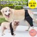  dog .. supporter .. protector front pair after pair left right combined use for knees supporter .. protection . after therapia pet accessories pet clothes 