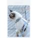 �L �� �n�[�l�X ���[�h�t �E���ɂ��� �̂ɗD���� �J���t�� �E�F�A�n�[�l�X �y�b�g �� ���� �L���b�g �h�b�O �֘A�摜4