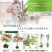 S.fields.inc���K���c�X ���X�|�[�� �x�� 4�{�Z�b�g �A���� �ϗt�A�� �����X�e�� �v���X�`�b�N ���| �A���T�|�[�g �֘A�摜3
