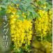  King sali3.5 номер pot .. дерево рассада садовое дерево Hanaki Kiva na Fuji символ tree 