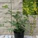  Akashi a der nei3.5 номер pot садовое дерево символ tree весна. цветок 