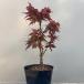 momiji. лев контактный дерево рассада 3.5 номер pot k Rena ijisi саженец 