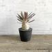 BLACK PLASTIC POT�ySTANDARD TYPE�z8cm�~6.5cm �� �v���� 3�� �A�ؔ� �u���b�N�|�b�g ������� ���������� ���� ������ ���J�o�[ marvista greenship �֘A�摜5