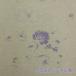 YUWA ���n CABBAGES&ROSES �R�b�g�����l�� 10cm�P�� 5�_ ���{�� ���n ��| �C���e���A �L���x�W�Y�����[�[�Y �K�N �Ȗ� �V�[�`���O �V�[�v�h���[���Y �֘A�摜1