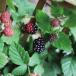 [ фруктовое дерево рассада ] BlackBerry [boison Berry ](15cmp)