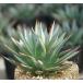 [ ограниченный товар ] агава [ голубой * свечение ] большой АО *10 номер стандарт вытащенный рассада 