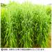 �ڥ饤���८��ҡۥ��ͥ����ġ��饤���å���E��1��硡���᡼����ľ���ˤĤ�����Բ�