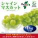 [2025 распродажа конец ] Shinshu средний . производство * автомобиль in мускат *1kg(2~3. комплект )* Nagano префектура 