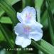 (2 pot ) purple tsuyuksa white flower 10.5cm pot seedling 2 pot set . root ./ tiger te ska ntia/*4/27 leaf . development middle 