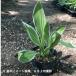 (1 pot ) white . wheel leaf hosta 10.5cm pot seedling fields and mountains grass / ho start / white . wheel leaf /. entering /*5/18 leaf . development middle 