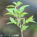 (1 pot ) black moji10.5cm pot seedling height of tree 5~15cm/ deciduous tree / sapling / black character / high class . branch. feedstocks /*4/27. blow . beginning 