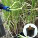 (5 pot )ma Como take10.5cm pot seedling 5 pot set marsh . many year ./ genuine ../hiro is ma Como /*4/20. blow . beginning 
