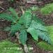 (100 pot )sisigasila10.5cm pot рассада 100 pot комплект луговые и горные травы / вечнозеленый .sida растения / Lion Mask /*4/27 лист . развитие средний 