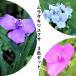 . root . set : purple tsuyuksa3 color each 2 pot set . root ./ purple ../ tiger te ska ntia/*5/25...~ blooming middle 