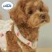  Gelato Pique CAT&amp;DOG summer узор рисунок Cooling шея кольцо jelapikegelato pique