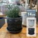  цветочный горшок модный керамика горшок bi low pot YD025-140 4.5 номер (14cm) горшок низ дыра есть поддонник имеется неглазурованный фарфор . коврик белый черный 