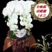 �Ӓ����T�{�� ���G�} �S�T�� �����y ���ĎD�t�� �A�[�e�B�V�����t�����[ �������� �J�X�j�� �����j�� �V�z�j�� �a���� �L�O���@���i�ԍ�5270