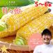  corn ...(.......) 5~6ps.@..-. cotton plant pan sweet corn sugar times 15 times and more Yamanashi prefecture Ichikawa Misato block production agriculture house direct delivery 