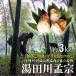  Yamagata prefecture . inside district. spring. special product [ hot water rice field river ..( bamboo shoots ) morning ..] approximately 3kg cool flight 