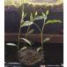 [ стоимость доставки выставляющая сторона плата ]si осел na Sakura tate3 АО японский водное растения наружный культивирование водный лист наружный me Dakar . биотоп . рекомендация 