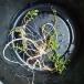 [ стоимость доставки выставляющая сторона плата ] выемка ka расческа 5 АО японский водное растения наружный культивирование водный лист me Dakar . биотоп . рекомендация 