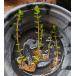 [ стоимость доставки выставляющая сторона плата ] ho The kikikasigsaRotala rotundifolia( оригинальный внутренний производство *. -слойный гора система ) 5 АО японский редкий водное растения наружный культивирование водный лист 