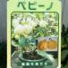  фруктовое дерево рассада pepi-no3 номер pot тропический фрукты рассада трава овощи рассада фрукты огород 220422