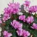  цикламен персидский wing k. -слойный ... розовый 5 номер горшок подарок по случаю конца года упаковка растение в горшке зимний цветочный горшок подарок на данный момент товар 13