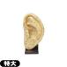  human body model sun po -eskyua(S+CURE) ear model ( extra-large ) 22x12cm (SR-0433)