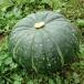 [ предварительный заказ принимается ] иметь машина культивирование Hokkaido производство Special сельское хозяйство ... тыква 5kg[ бесплатная доставка ]