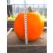 [ предварительный заказ принимается ] Hokkaido производство Halloween тыква 2 шар [ бесплатная доставка ]