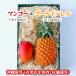 [ подарок максимальный ограничение соответствует ][ несессер ввод ] Okinawa префектура производство Apple манго & большой шар Gold barrel 1 шар (330g и больше )&1 шар (1.6kg и больше )[ бесплатная доставка * немедленно отгрузка возможно ] свежий прямая поставка 