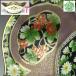 [. приятный ] Old Noritake цветок документ горшок ширина 25,5cm подлинный товар гарантия Q2111