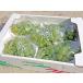  Niagara виноград 4Kg(10. передний и задний (до и после) )(2kg×2 коробка ) Hokkaido производство отгрузка время :9 месяц 