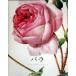  rose (tashen* jumbo series )