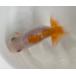  golgfish ..10cm male type 