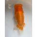  золотая рыбка элемент красный 12cm 5 месяц ..