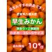  Ehime префектура Hachiman . производство . сырой мандарин 10 kilo S~M размер есть перевод *. для бытового использования 