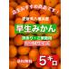  наш магазин. магазин . рекомендация товар!! Ehime префектура Hachiman . производство . сырой мандарин 5 kilo ( есть перевод *. для бытового использования )S~M размер 