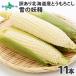  with translation corn Hokkaido your order white maize snow. ..1 1 pcs white corn . earth production gourmet gift present summer vegetable barbecue 